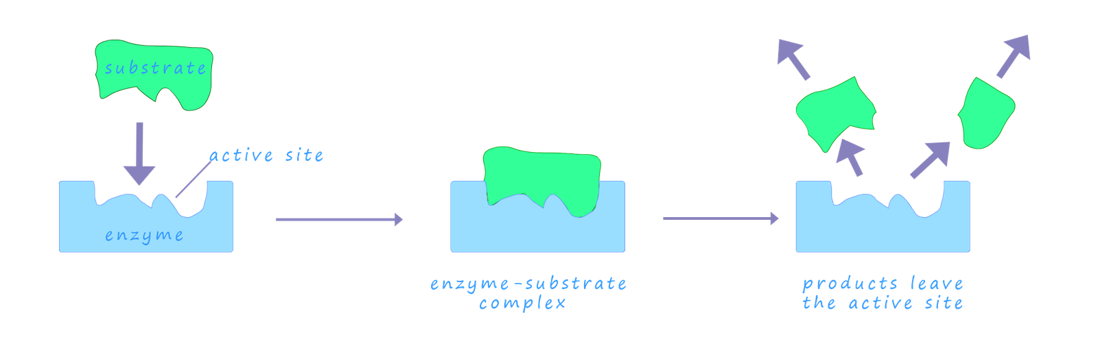enzyme lock and key diagram